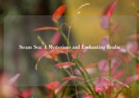 Steam Sea: A Mysterious and Enchanting Realm