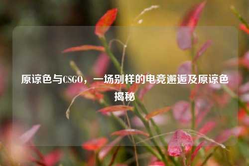 原谅色与CSGO,一场别样的电竞邂逅及原谅色揭秘