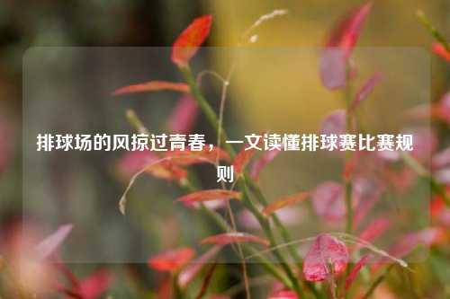 排球场的风掠过青春,一文读懂排球赛比赛规则