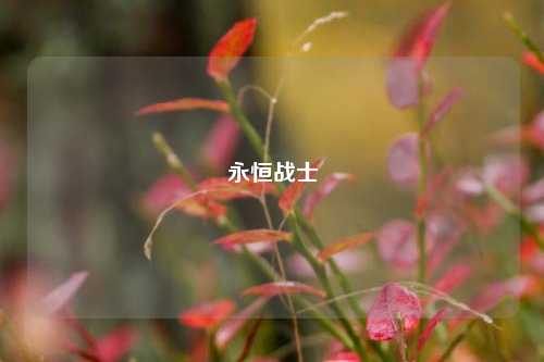 永恒战士